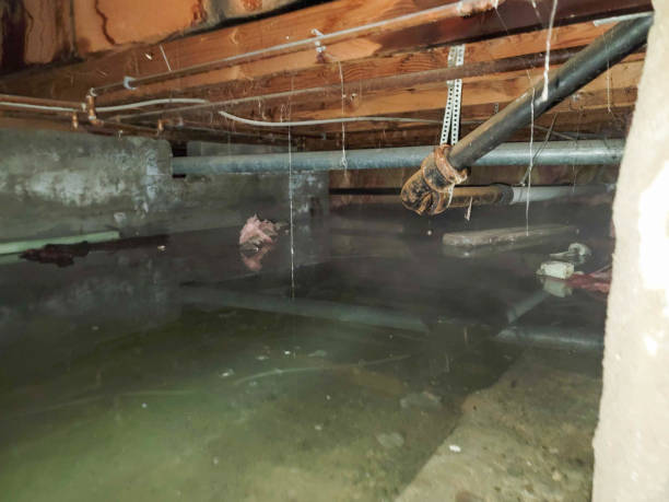 Best Local water damage restoration  in Thomasboro, IL