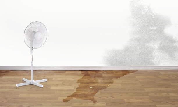 Best Sewage cleanup and water damage restoration  in Thomasboro, IL